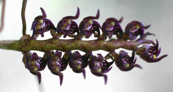 Bulbophyllum scaberulum