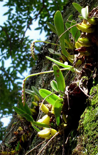 Bulbophyllum unifoliatum