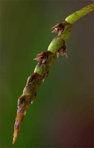 Bulbophyllum unifoliatum