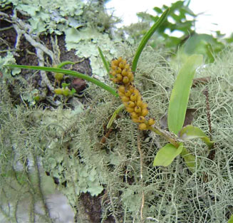Polystachya adonsoniae