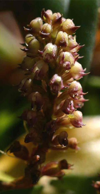 Polystachya adonsoniae