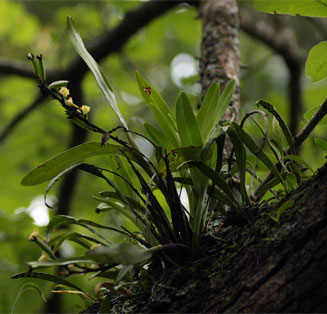 Polystachya albescens