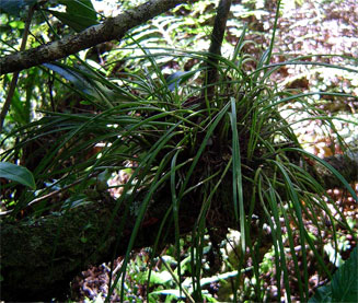 Polystachya caespitifica