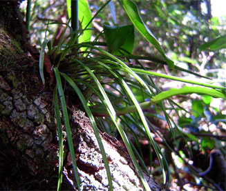 Polystachya caespitifica