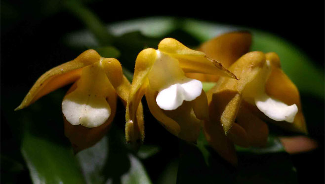 Polystachya campyloglossa