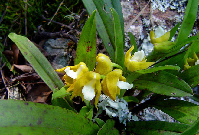Polystachya campyloglossa