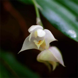 Polystachya cultriformis