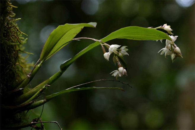 Polystachya cultriformis