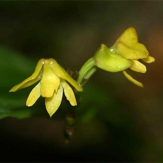 Polystachya cultriformis
