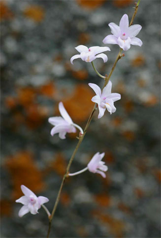 Polystachya dendrobiiflora