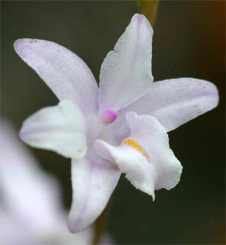 Polystachya dendrobiiflora