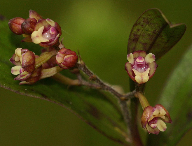 Polystachya fusiformis