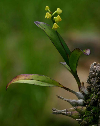 Polystachya greatrexii