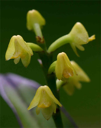 Polystachya greatrexii