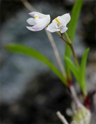 Polystachya ottoniana