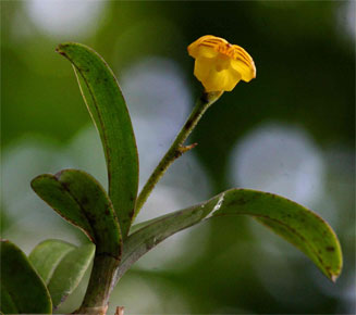 Polystachya pubescens