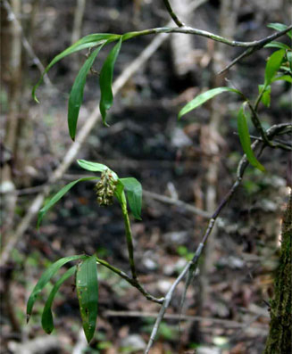 Polystachya simplex
