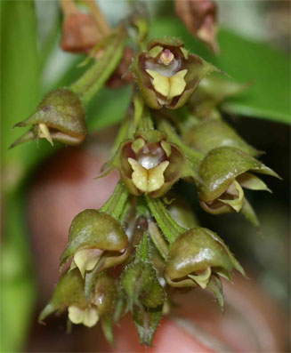 Polystachya simplex