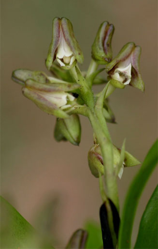 Polystachya transvaalensis 