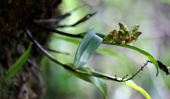 Polystachya transvaalensis 