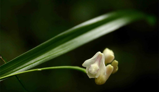 Polystachya subumbellata