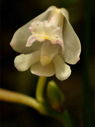 Polystachya subumbellata