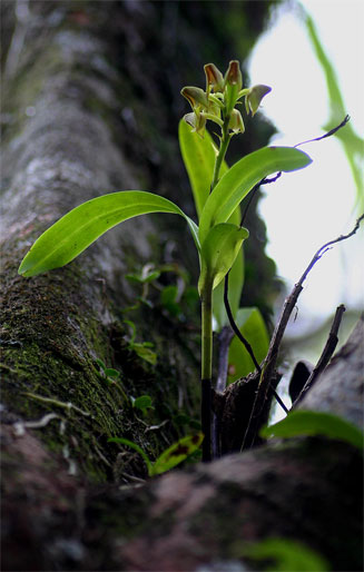 Polystachya transvaalensis 