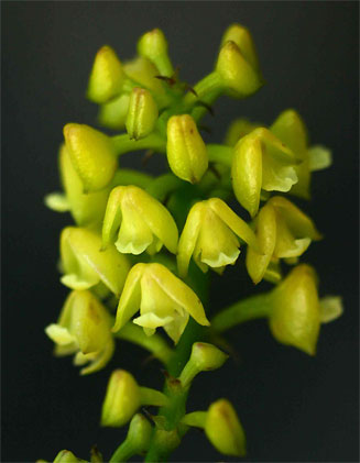 Polystachya concreta