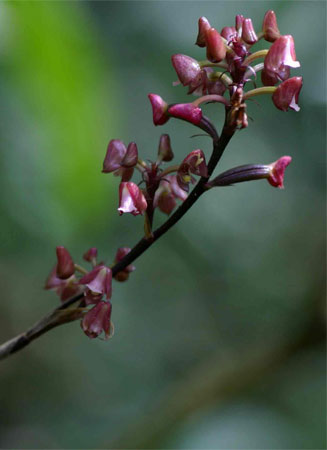 Polystachya concreta