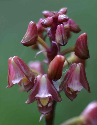 Polystachya concreta