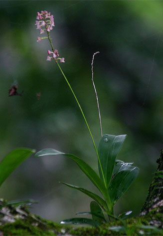 Polystachya concreta
