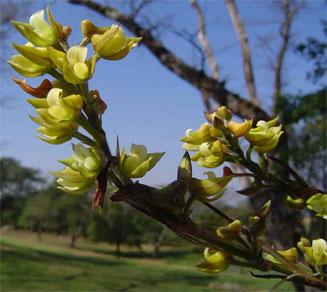 Polystachya vaginata
