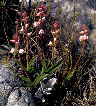 Polystachya valentina
