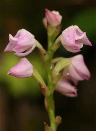 Polystachya valentina