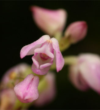 Polystachya valentina