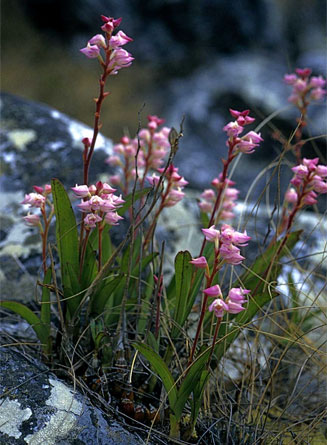 Polystachya valentina