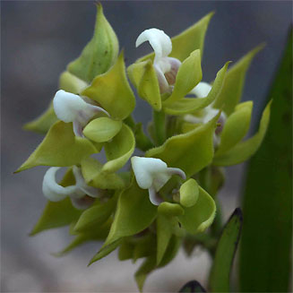 Polystachya zambesiaca