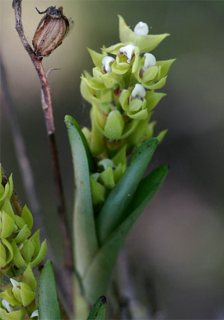 Polystachya zambesiaca