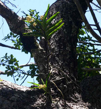 Acampe pachyglossa