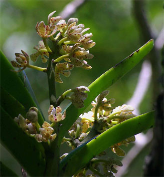 Acampe pachyglossa