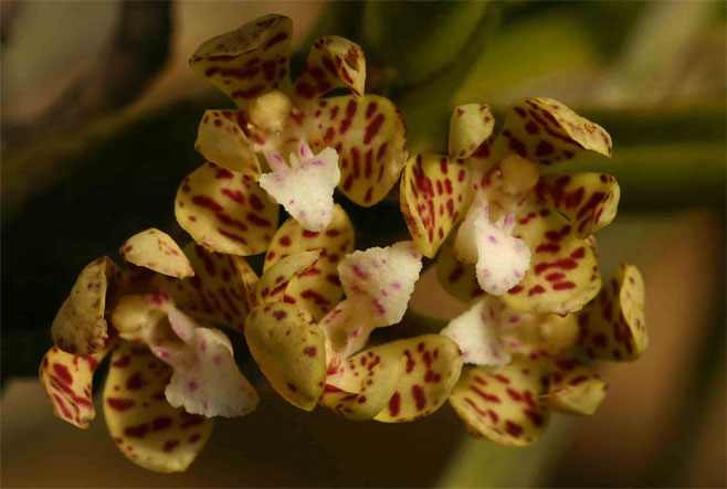 Acampe pachyglossa