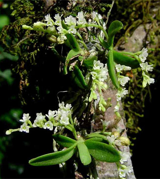 Angraecum chamaeanthus