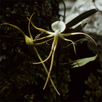 Angraecum conchiferum