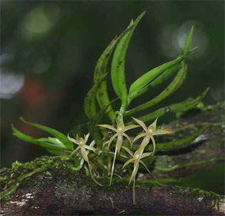 Angraecum cultriforme 