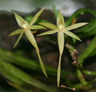 Angraecum cultriforme 
