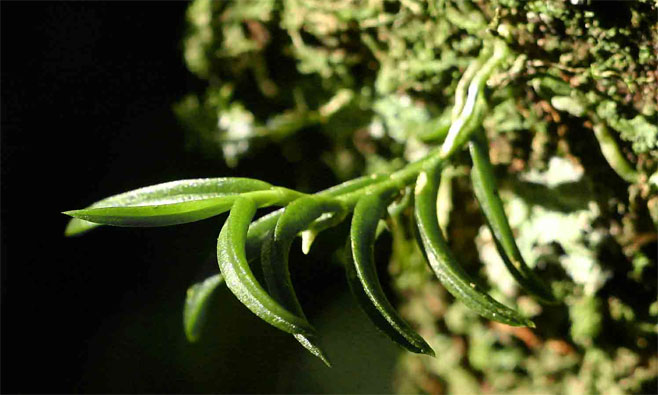 Angraecum humile 