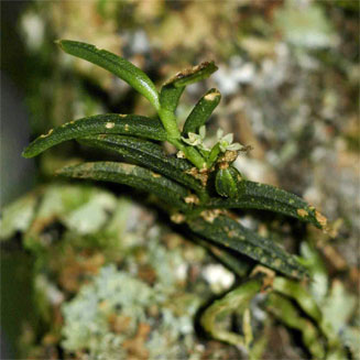 Angraecum humile 