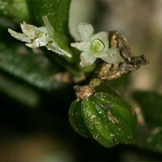 Angraecum humile 