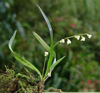 Angraecum minus