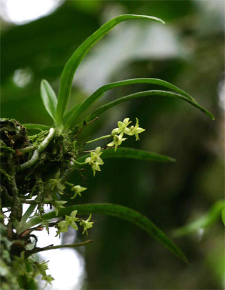 Angraecum sacciferum